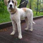 Фото №5 Щенок САО