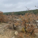 Лот 74839 Продается земельный участок 5 сот.