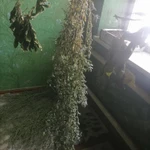 Фото №7 Якорцы стелющиеся, цена за 100 грамм.