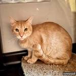 Кошечке Джулии, пострадавшей от людей нужна любовь и забота. В добрые руки