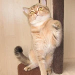 Фото №2 шотландские котята и взрослые кошки