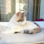 Фото №5 Котенок Веснушка - воплощение позитива и радости в дар