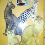 Фото №9 Все что нужно знать о кошках