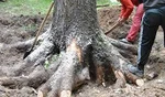 фото Удаление корней из земли трактором.