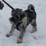 Фото №4 Щенки шнауцера ищут любящих хозяев.