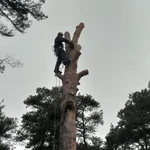 Фото №3 Спил деревьев любой сложности