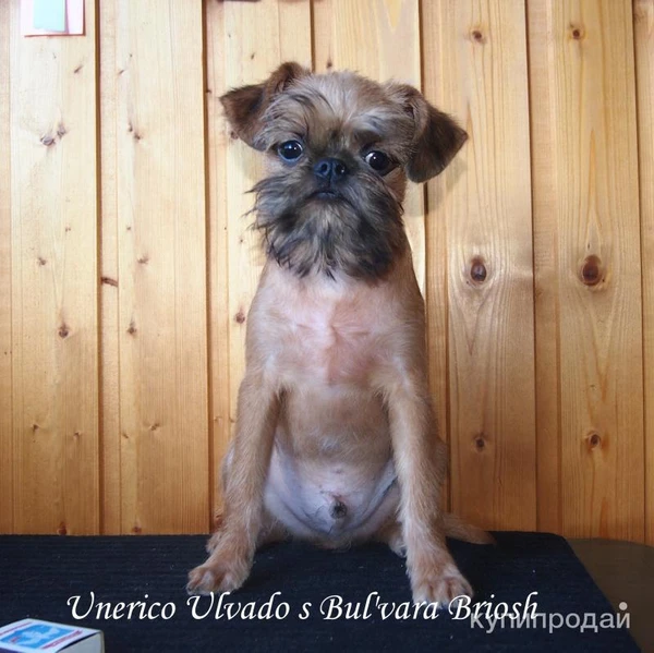 Фото Элитный щенок брюссельского гриффона