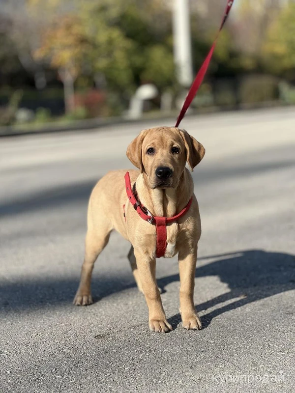 Щенок лабрадора