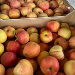 фото Яблоки оптом