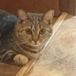 Фото №3 Котик даром