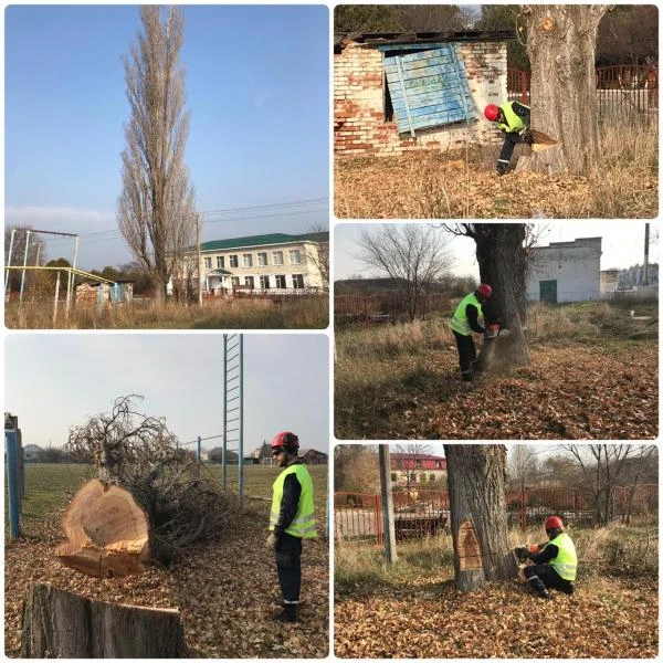 Фото Профессиональный спил деревьев и кустарников