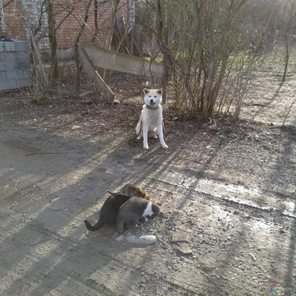Фото Дрессировка собак всех пород