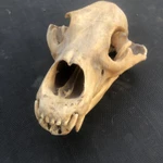 Фото №2 Череп медведя имитация