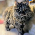 Фото №8 Отдаем кошечку Бэмби в добрые руки.