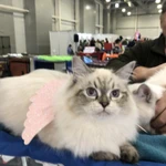Фото №4 Невские маскарадные котята из питомникаСнежный десант.