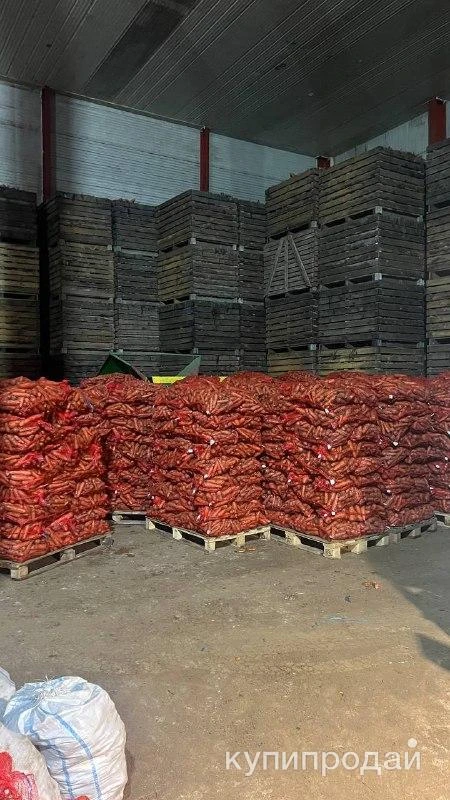 Фото Морковь оптом Волгоград 2025