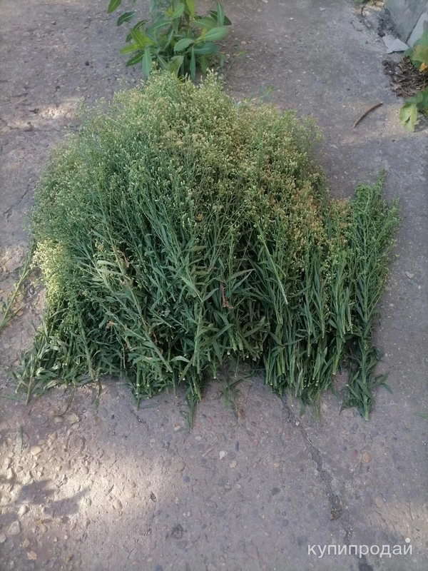 Фото Мелколепестник Канадский. Цена за 100 грамм.