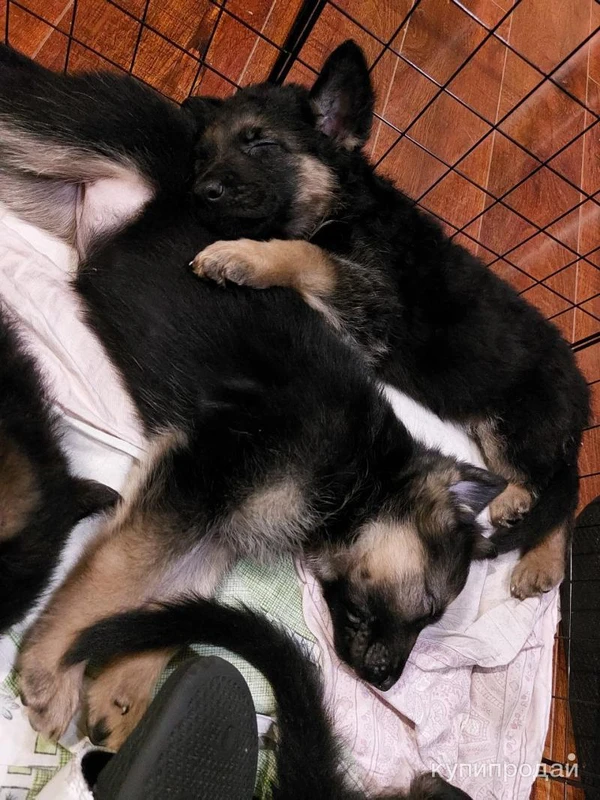 Фото Черные овчарята