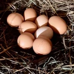 Фото №3 Домашние куриные яйца