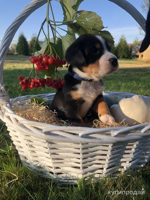 Фото Большой Швейцарский Зенненхунд