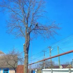 Фото №5 Спилить дерево.Удаление деревьев.Арбористика