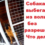 Фото №2 Индивидуальная дрессировка собак в г. Электросталь