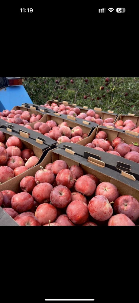 Фото Яблоки оптом с доставкой