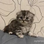 Фото №2 Котята британские