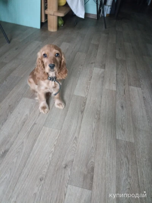 Фото Собака английский кокер спаниель