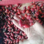 Фото №2 Плоды шиповника свежего. Цены за 100 грамм.