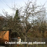 Обрезка старых плодовых деревьев