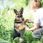 Фото №2 Щенок метис овчарки в дар