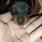 Фото №4 Щенок Цвергпинчера