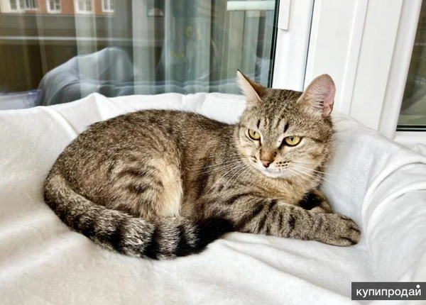 Фото Необыкновенно яркий котик Шелдон в добрые руки