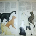 Фото №8 Все что нужно знать о кошках