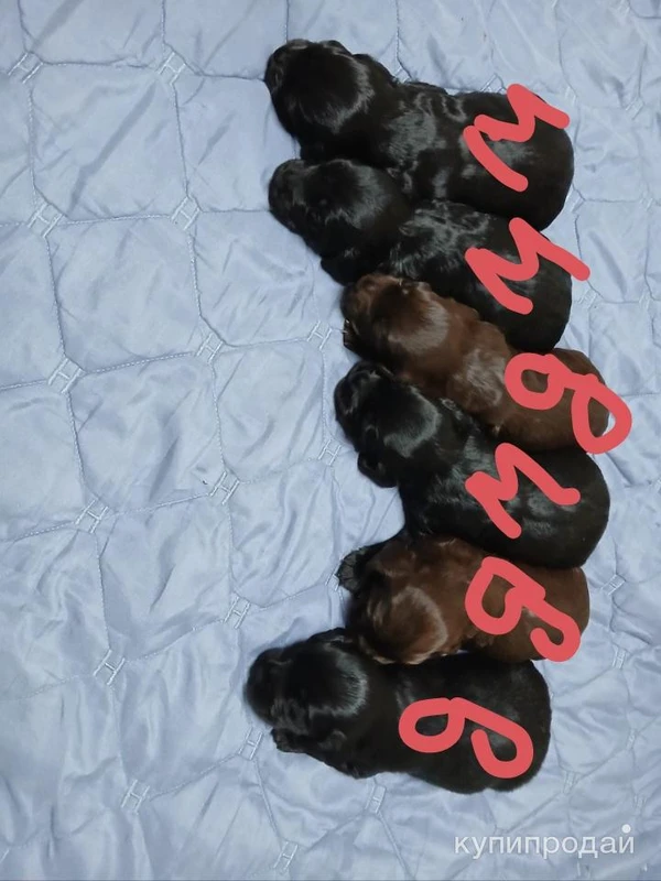 Фото Щенки рожденные 09.11.2024
