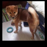 ВЯЗКА КОБЕЛЯ СИБА-ИНУ