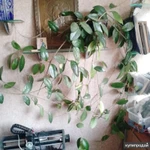 Фото №6 Продаю восковой плющ (лиана)