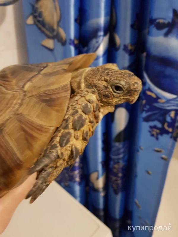 Фото Черепаха Средиземноморская большая