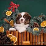 Фото №11 Мини аусси