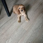 Фото №2 Собака английский кокер спаниель