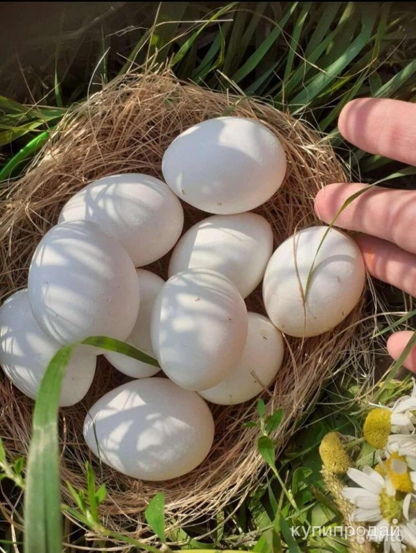 Фото Яйцо куриное с доставкой