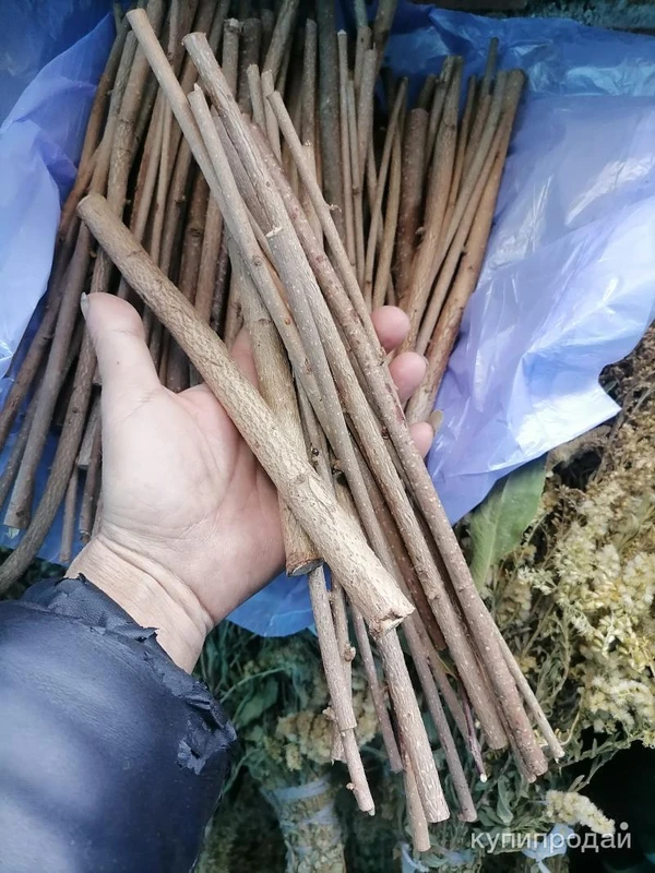 Фото Лещина лесная веточки. Цена за 100 грамм.