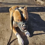 Фото №8 Дрессировка, передержка