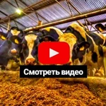 фото Продажа племенных нетелей молочной породы КРС живым весом оптом по России и СНГ