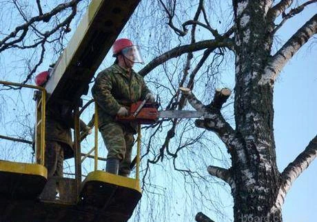 Фото Спил и Валка Деревьев г. Нижний Новгород