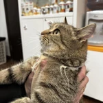 Фото №2 Отдам кошку в хорошие руки