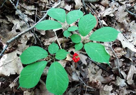 Фото Семена женьшень стратифицированные panax ginseng