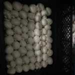 Фото №2 грибы