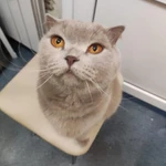 Фото №3 Шотландские котята